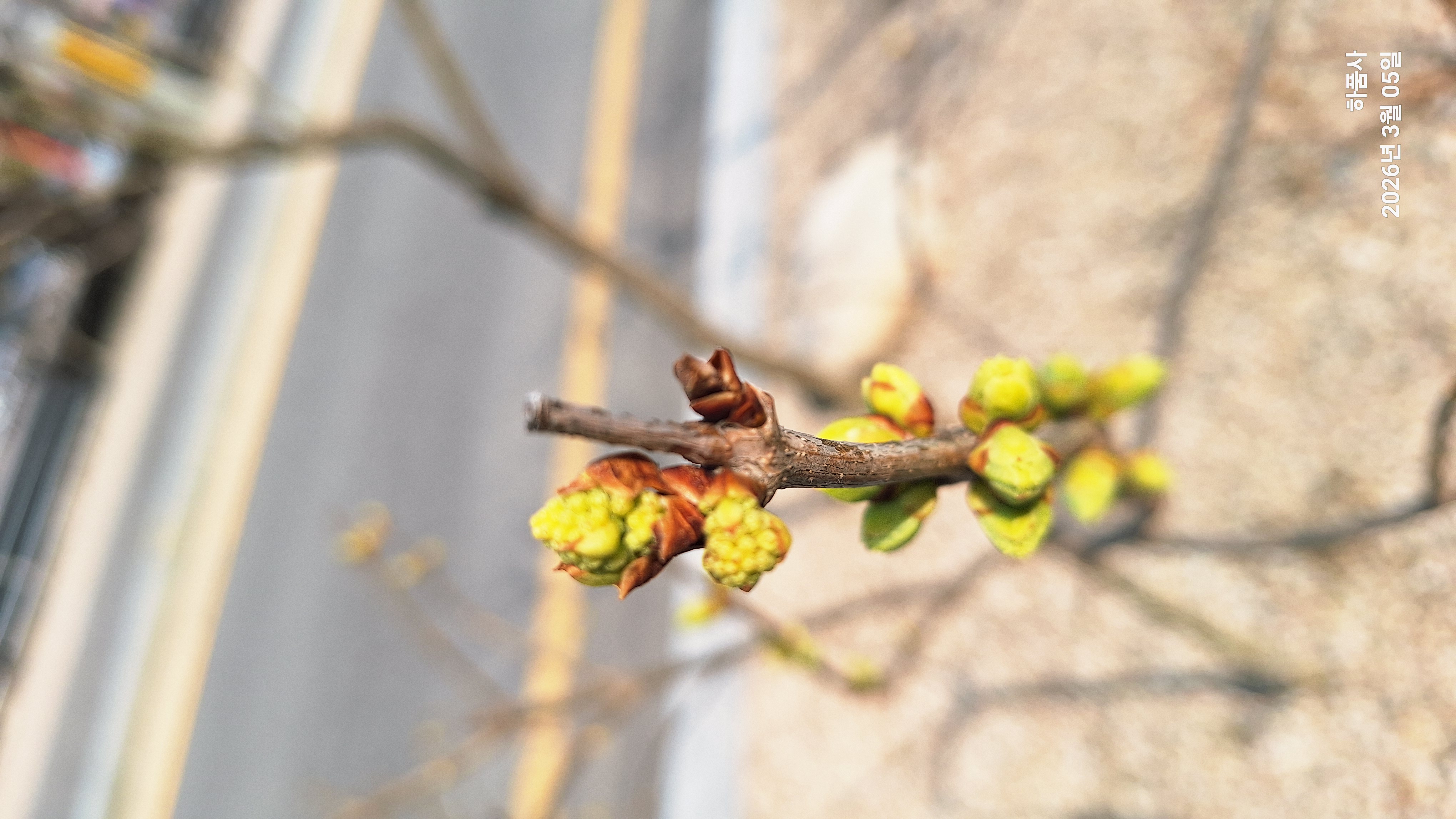 노란 꽃봉오리를 바라보며